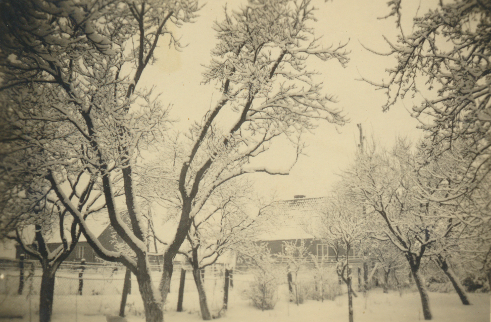 Bäume und Häuser sind von Schnee bedeckt.